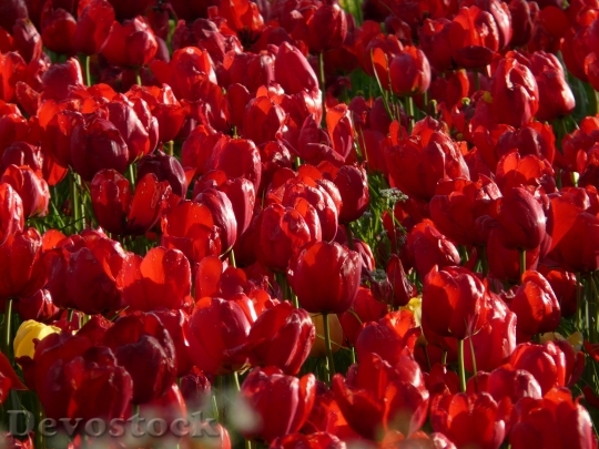 Devostock Tulip Field Tulips Red 0