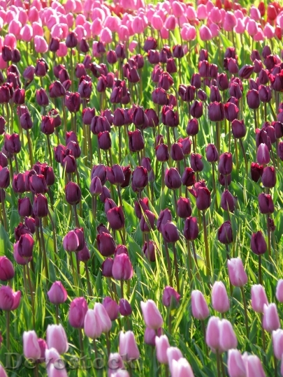 Devostock Tulip Field Tulips Violet 0