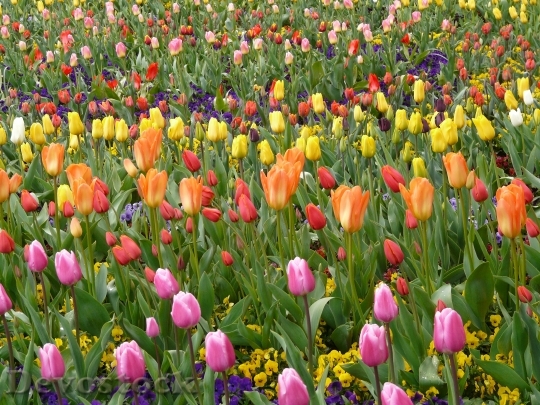 Devostock Tulip Field Tulpenbluete Colorful
