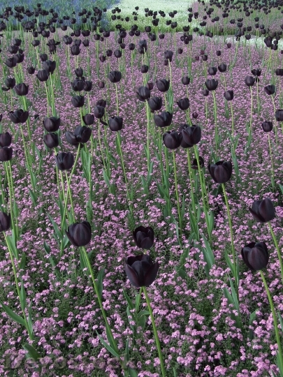 Devostock Tulip Fields Tulips Black