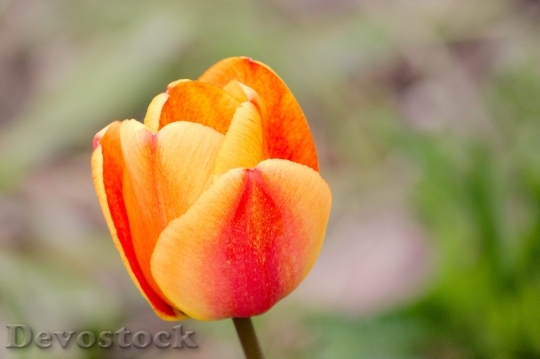 Devostock Tulip Flamed Spring Tulpenbluete
