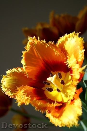Devostock Tulip Flora Flowers Flower