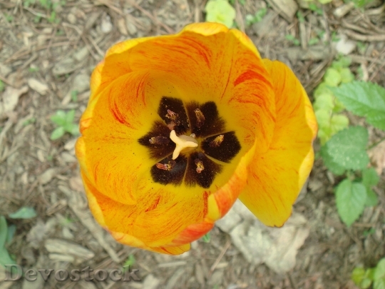 Devostock Tulip Floral Plant Natural 0