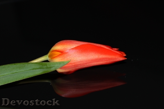 Devostock Tulip Flower Beauty Nature 0