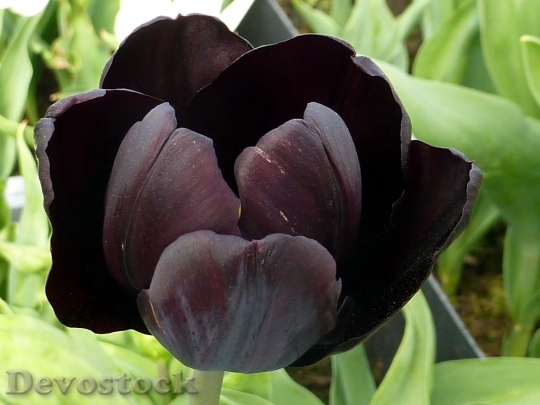 Devostock Tulip Flower Black 639551