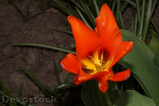 Devostock Tulip Flower Bloom Blossomed