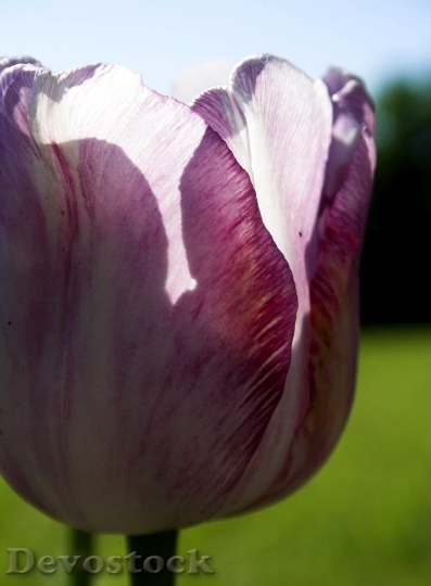 Devostock Tulip Flower Bloom Green