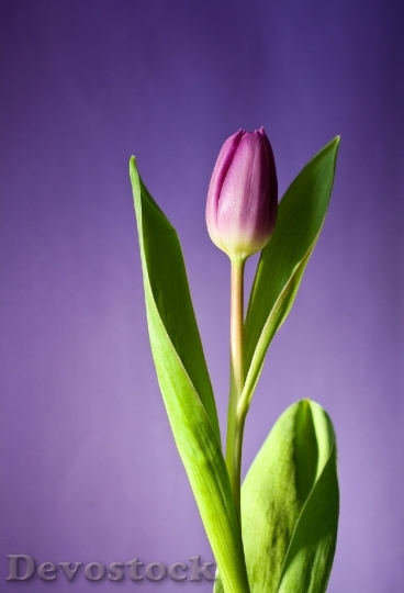 Devostock Tulip Flower Bloom Pink