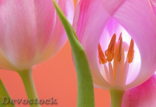 Devostock Tulip Flower Blossom Bloom 0