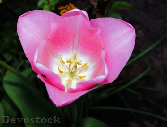 Devostock Tulip Flower Blossom Bloom 1