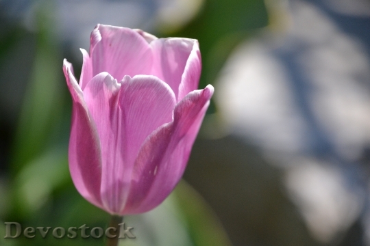 Devostock Tulip Flower Blossom Bloom 101