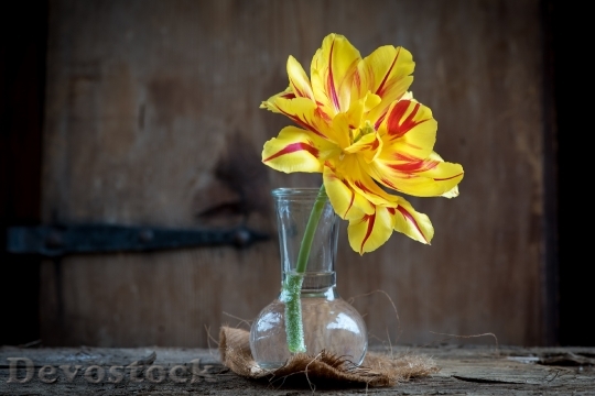 Devostock Tulip Flower Blossom Bloom 103