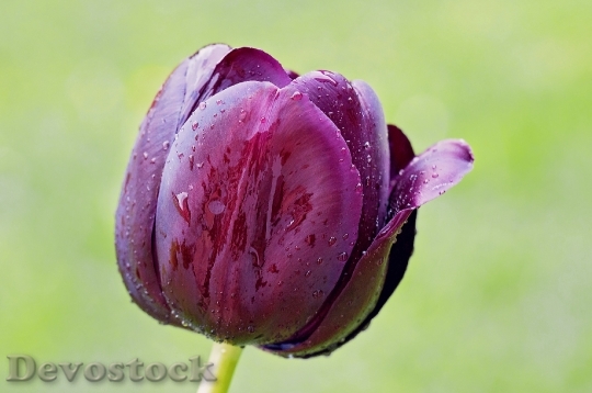 Devostock Tulip Flower Blossom Bloom 11