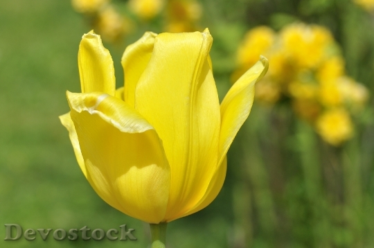 Devostock Tulip Flower Blossom Bloom 12