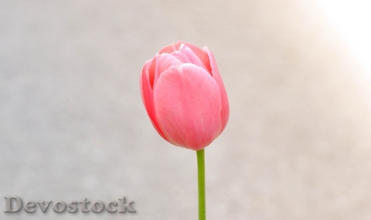 Devostock Tulip Flower Blossom Bloom 13