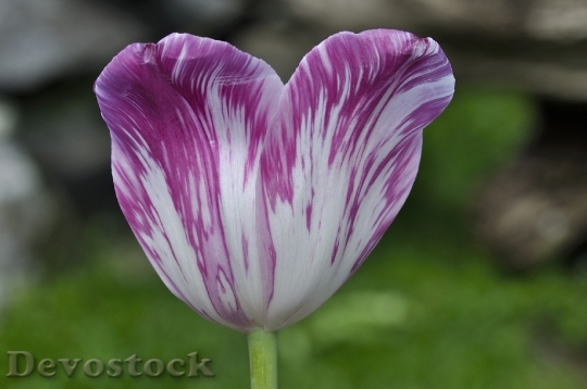 Devostock Tulip Flower Blossom Bloom 14