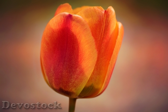 Devostock Tulip Flower Blossom Bloom 15