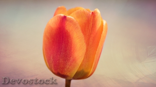 Devostock Tulip Flower Blossom Bloom 16