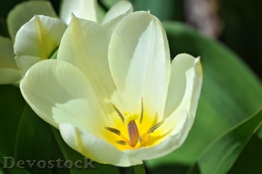 Devostock Tulip Flower Blossom Bloom 20