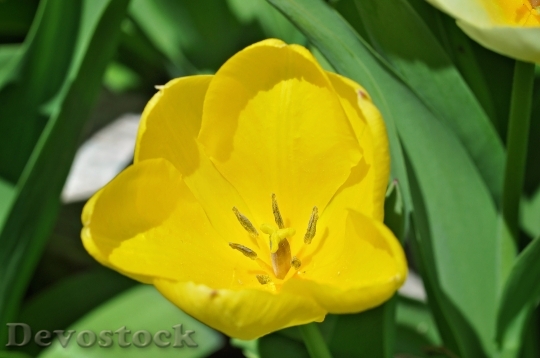 Devostock Tulip Flower Blossom Bloom 22