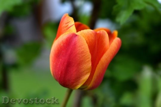 Devostock Tulip Flower Blossom Bloom 23