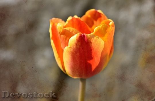 Devostock Tulip Flower Blossom Bloom 24