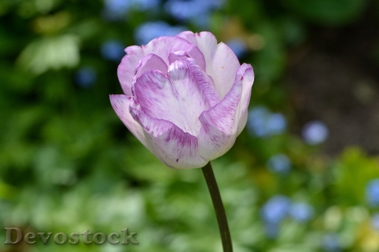 Devostock Tulip Flower Blossom Bloom 25