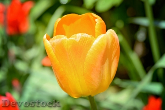 Devostock Tulip Flower Blossom Bloom 26