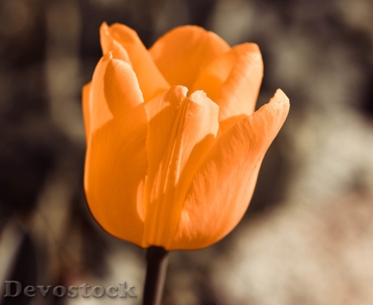 Devostock Tulip Flower Blossom Bloom 28