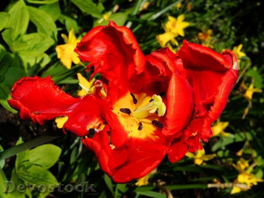 Devostock Tulip Flower Blossom Bloom 3