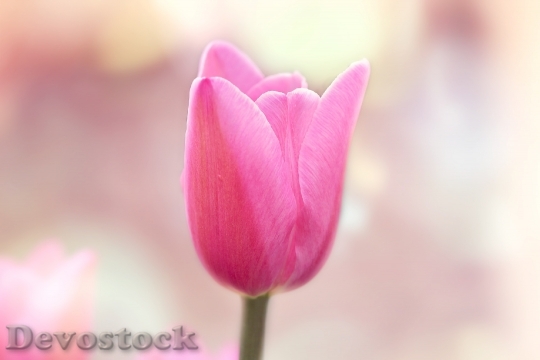 Devostock Tulip Flower Blossom Bloom 30