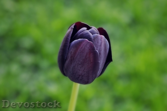 Devostock Tulip Flower Blossom Bloom 31
