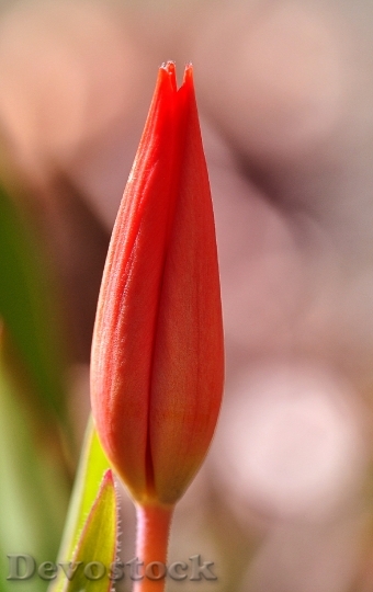 Devostock Tulip Flower Blossom Bloom 36