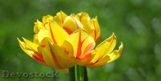 Devostock Tulip Flower Blossom Bloom 38