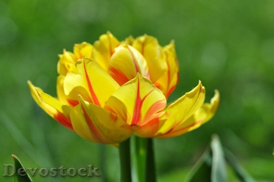 Devostock Tulip Flower Blossom Bloom 39