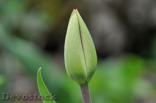 Devostock Tulip Flower Blossom Bloom 40