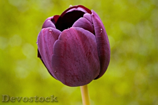Devostock Tulip Flower Blossom Bloom 41