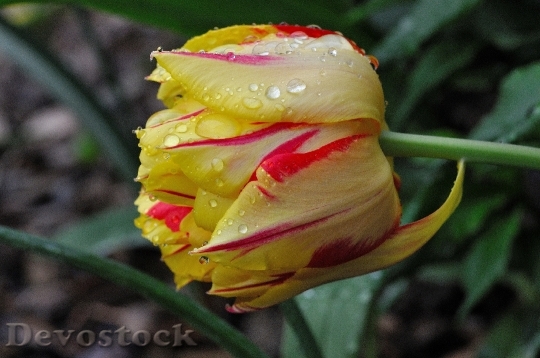 Devostock Tulip Flower Blossom Bloom 43