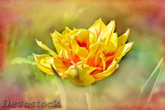 Devostock Tulip Flower Blossom Bloom 44