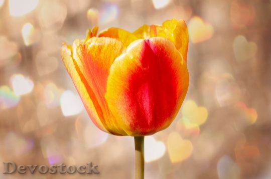 Devostock Tulip Flower Blossom Bloom 45