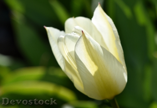Devostock Tulip Flower Blossom Bloom 48