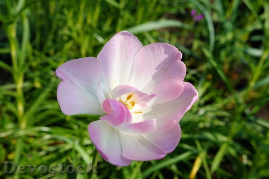 Devostock Tulip Flower Blossom Bloom 50