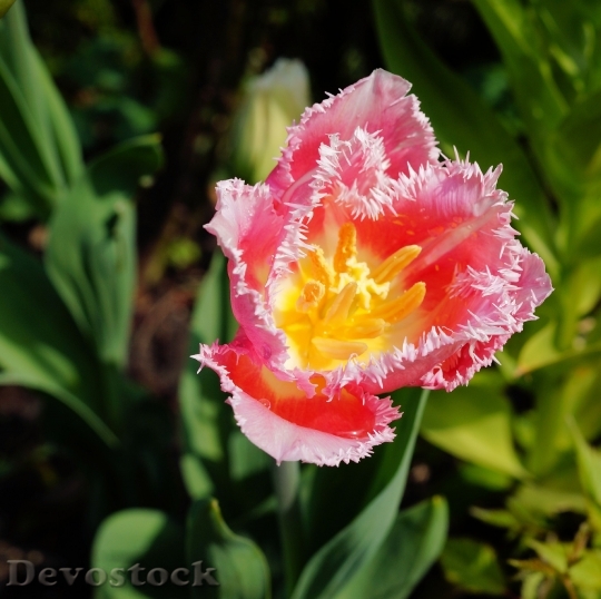 Devostock Tulip Flower Blossom Bloom 52