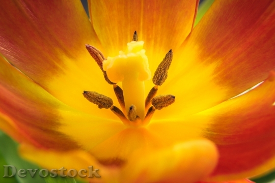 Devostock Tulip Flower Blossom Bloom 53
