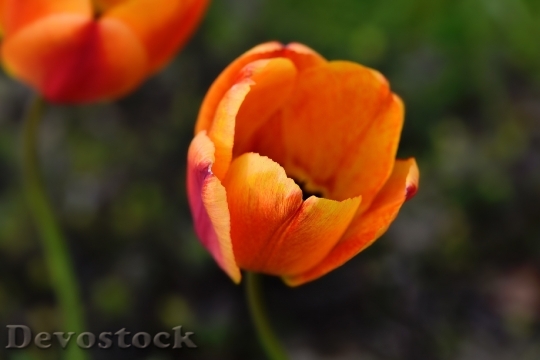 Devostock Tulip Flower Blossom Bloom 58