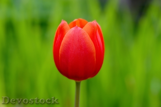 Devostock Tulip Flower Blossom Bloom 59