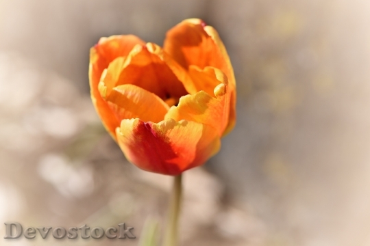 Devostock Tulip Flower Blossom Bloom 60