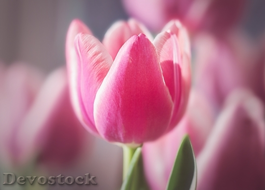 Devostock Tulip Flower Blossom Bloom 62