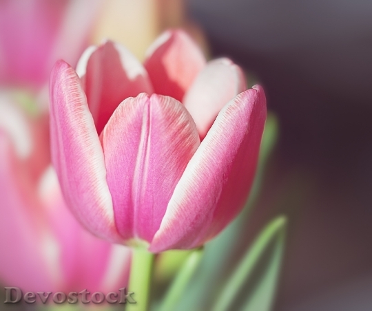 Devostock Tulip Flower Blossom Bloom 64