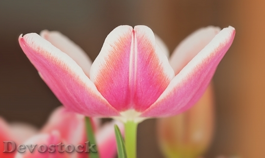 Devostock Tulip Flower Blossom Bloom 65